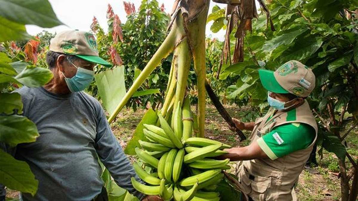 Plataneros son asistidos para mejorar su producción