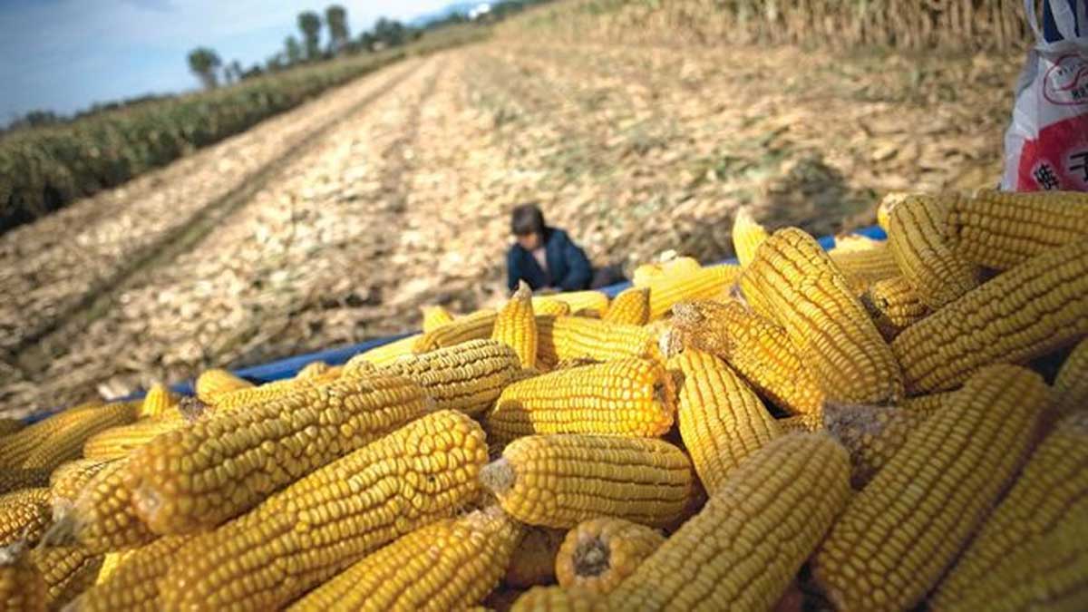 Producción de maíz caerá a menos de la mitad