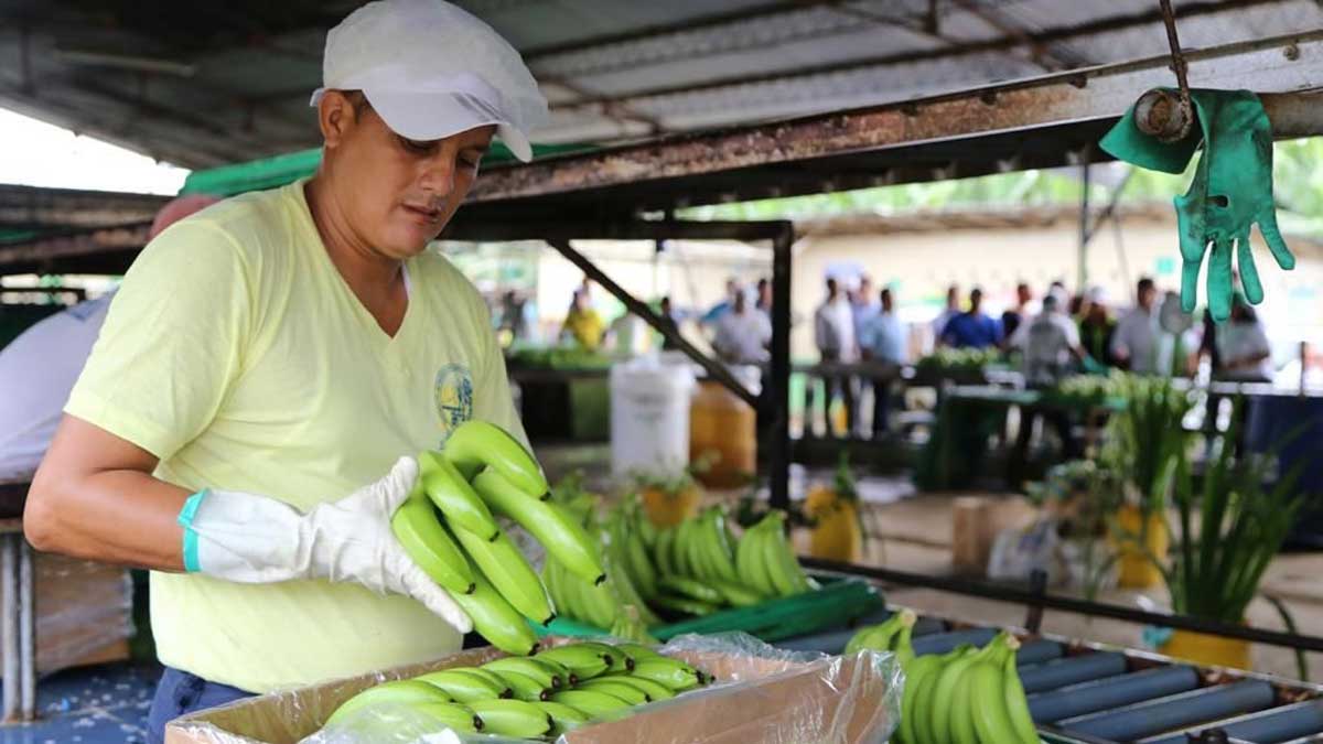 Quedan prohibidas autorizaciones para nuevas plantaciones de banano, y el control de la fruta solo en las fincas