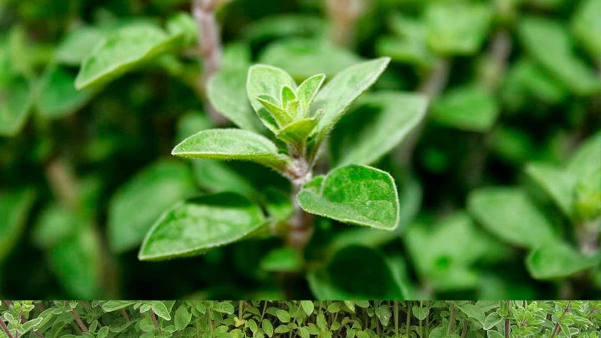 Regresa el XVI Festival Regional del Orégano de Tacna