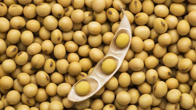 Se conserva banco de semillas para cultivos de regiones frías