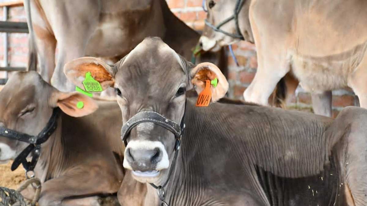 Se desarrolló la XXII Expo – Feria ganadera Salinas 2022