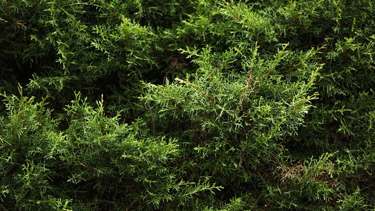 Se registran 677 especies de plantas introducidas en el país