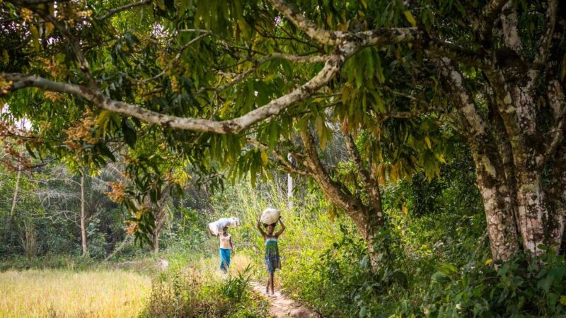 Según informe de la FAO, los bosques y los árboles pueden ayudarnos a recuperarnos de múltiples crisis