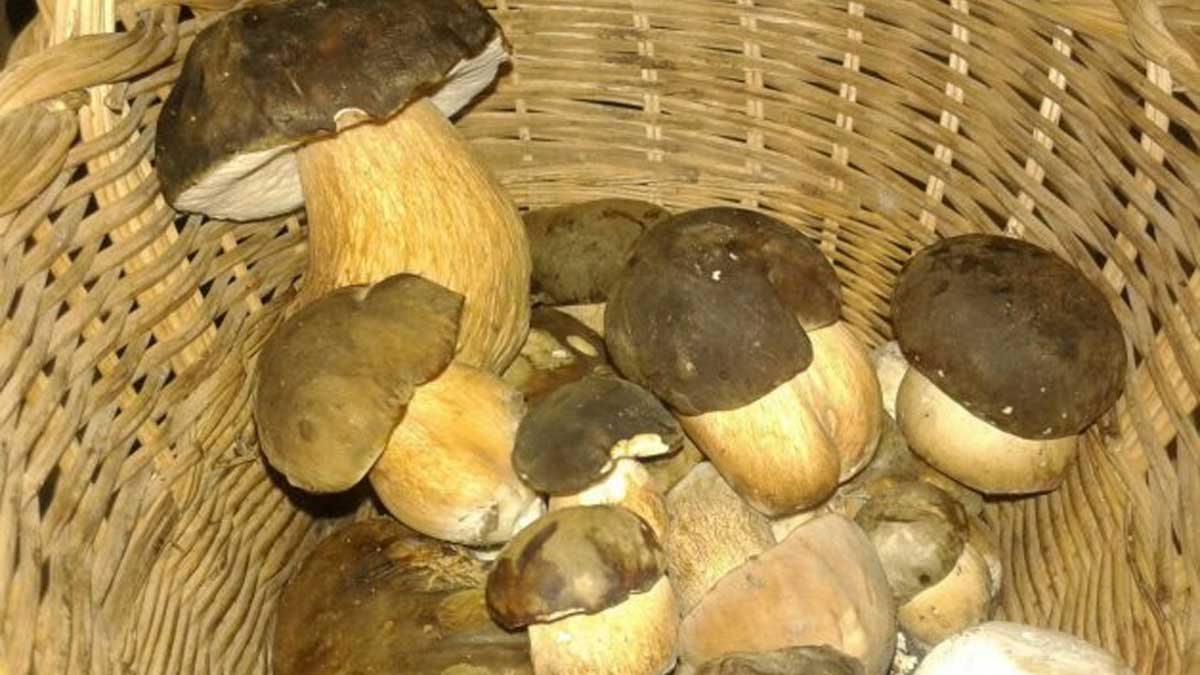 Una investigación estudia los mecanismos de infección de un hongo