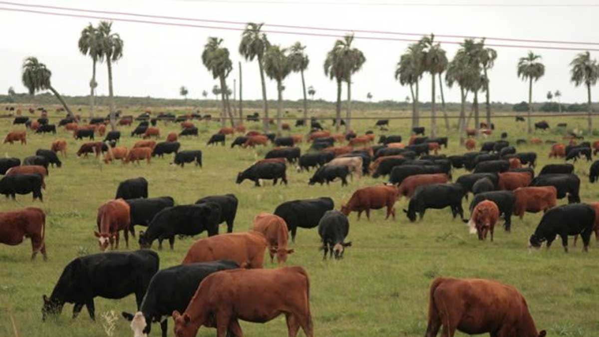 Vacunación contra fiebre aftosa iniciará en junio