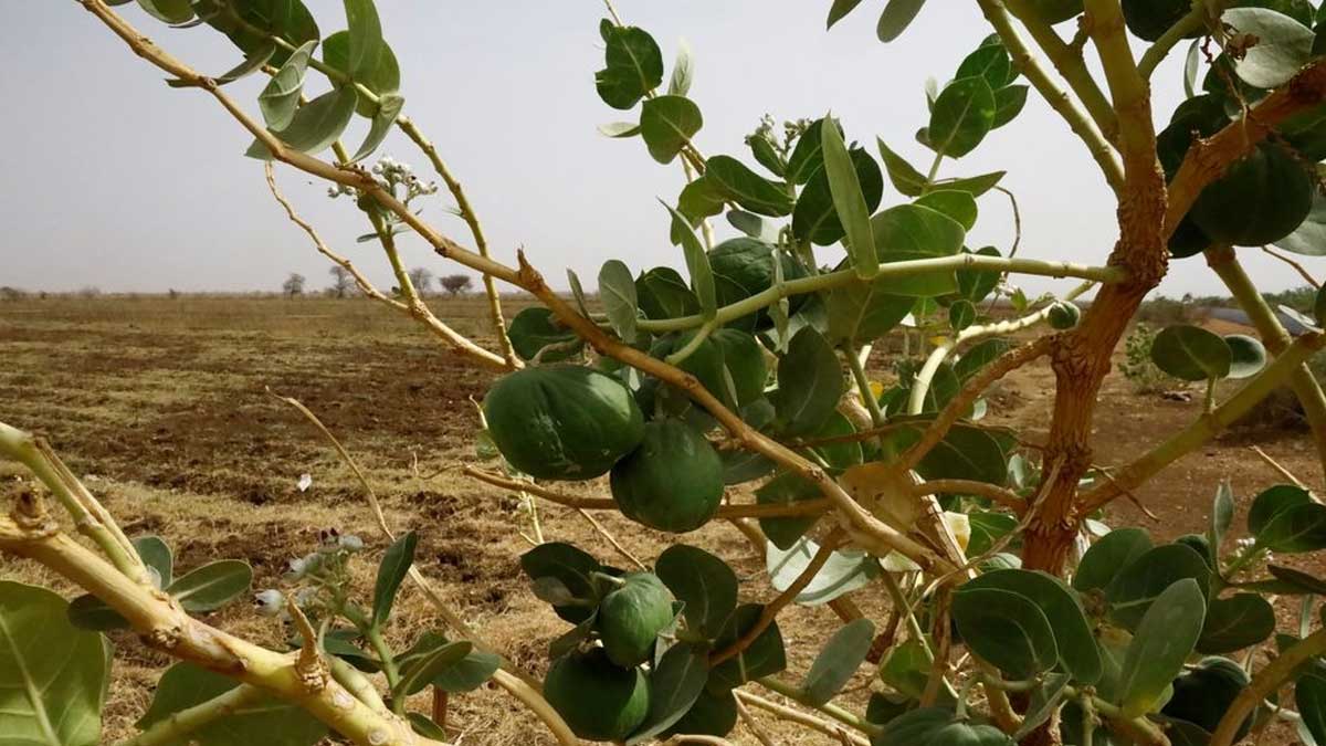 Agricultores Sudaneses advierten sobre malas cosechas a medida que aumenta el hambre