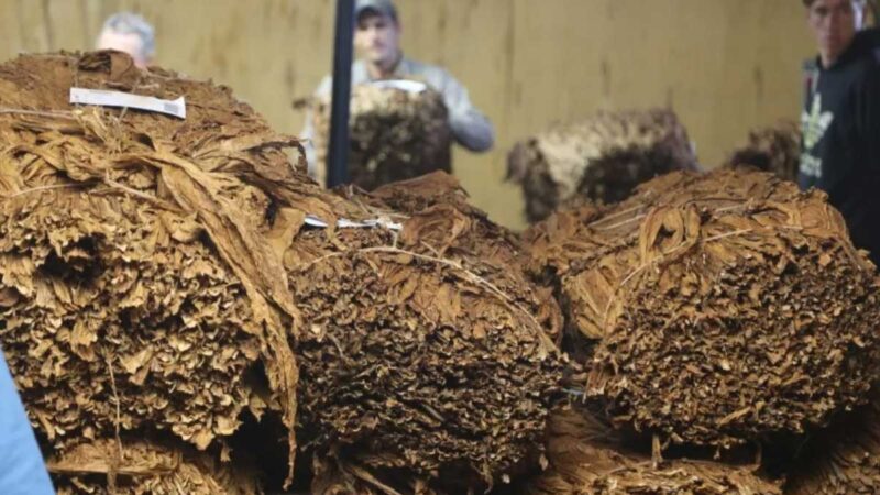 Agricultura acordó con productores tabacaleros la distribución del 80% del Fondo Especial del Tabaco (FET)
