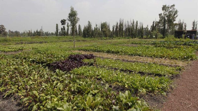 América busca posicionar a la agricultura en las discusiones sobre el cambio climático