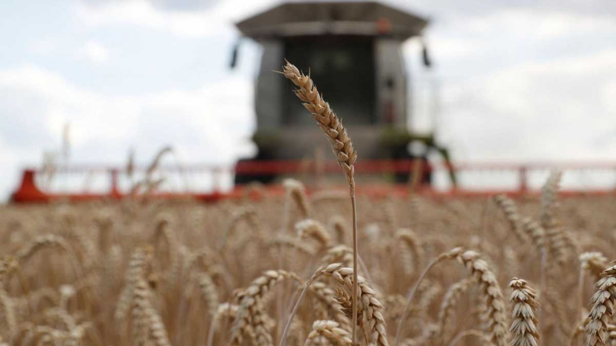 Ante las sanciones, los agricultores rusos se vuelcan al mercado interno