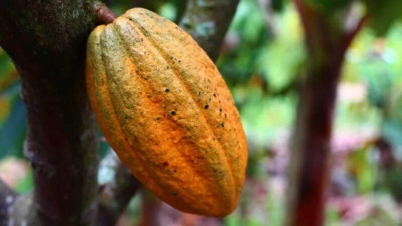 Cacaoteros buscan elevar la producción a 60.000 toneladas en tres años