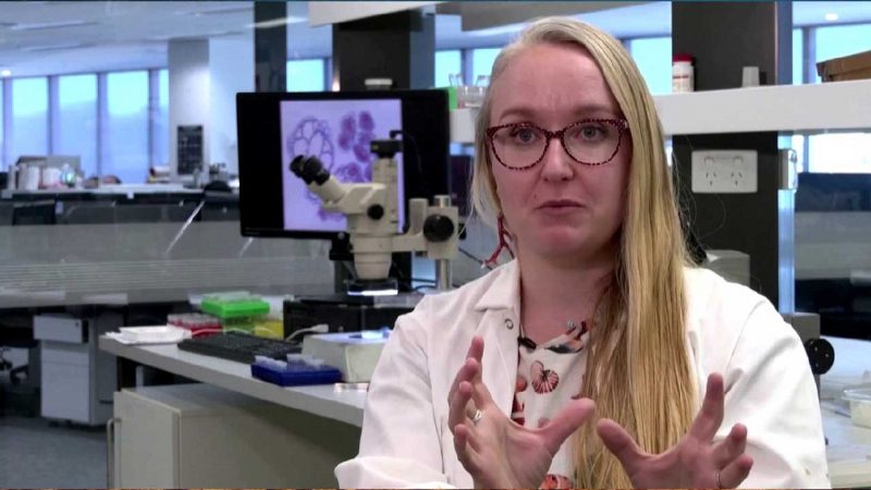 Científicos australianos desarrollan modelo para detectar corales blandos con mayor riesgo de blanqueamiento