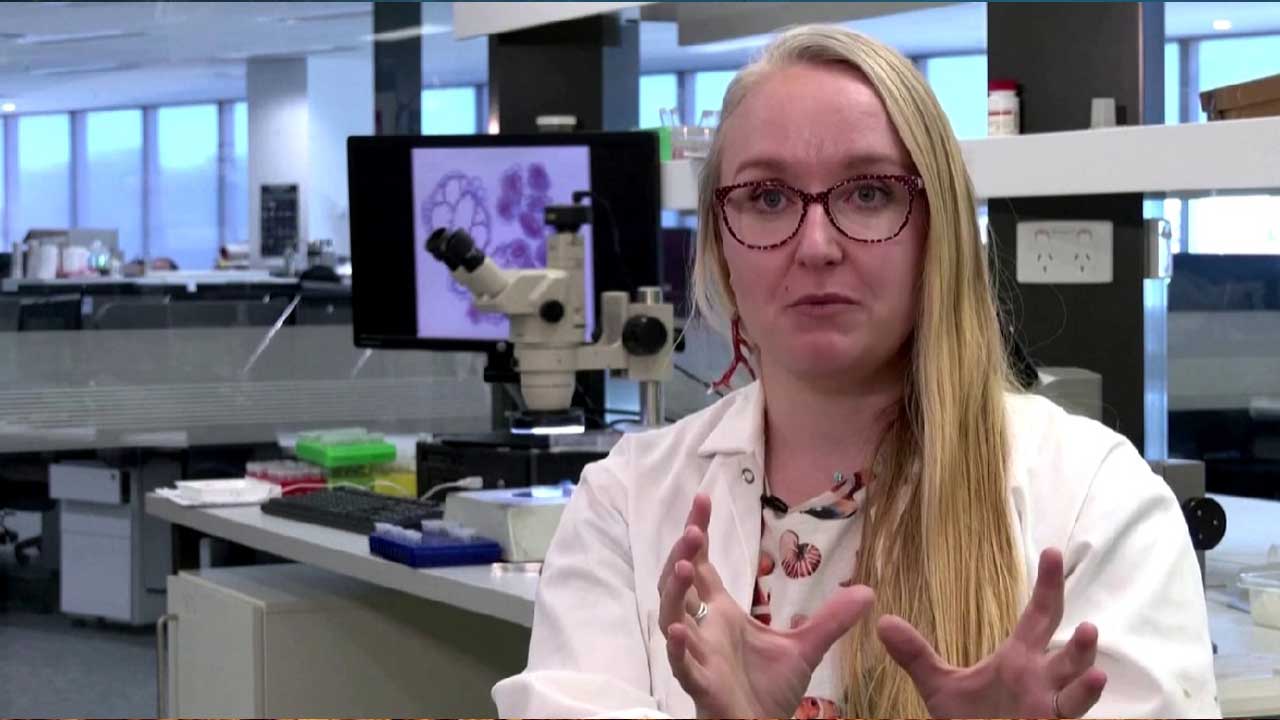 Científicos australianos desarrollan modelo para detectar corales blandos con mayor riesgo de blanqueamiento