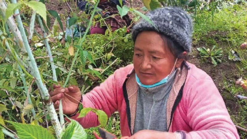 Comunidades socializan práctica de poda del cultivo de mora