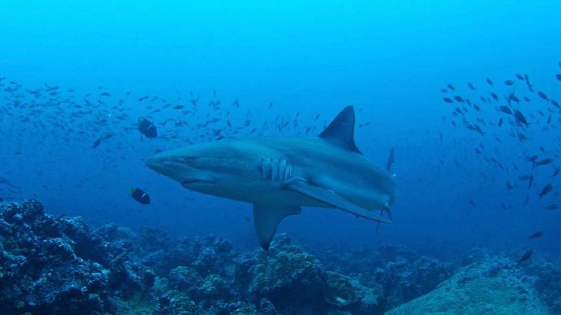 El Corredor Marino del Pacífico, se beneficia con la donación de USD 150 millones