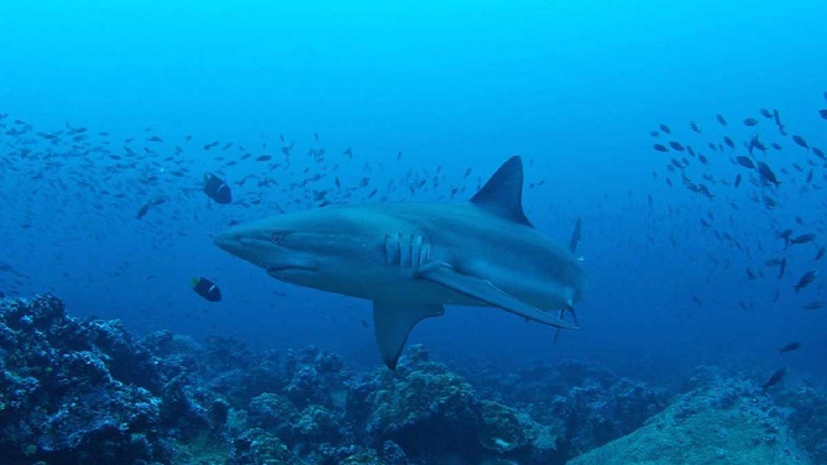 El Corredor Marino del Pacífico, se beneficia con la donación de USD 150 millones