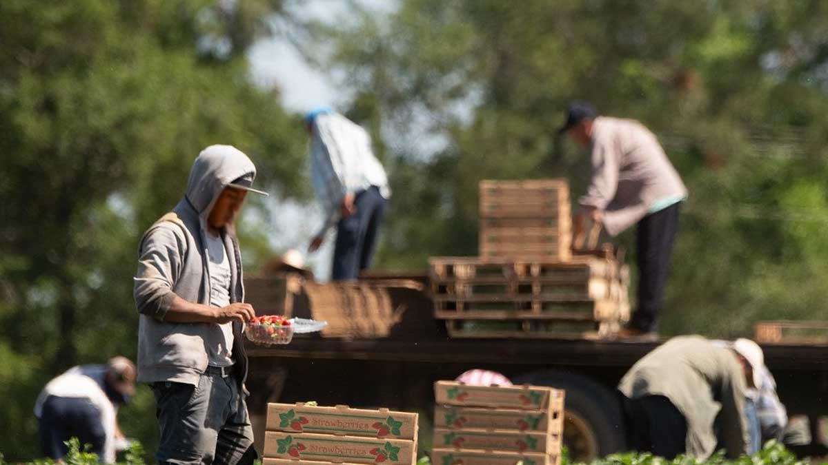 El Departamento de Agricultura invertirá hasta $65 millones en un programa piloto para fortalecer la cadena de suministro de alimentos, reducir la migración irregular y mejorar las condiciones laborales de los trabajadores agrícolas