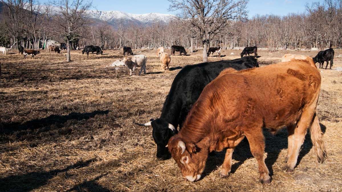 El ministerio y las comunidades autónomas activan el plan para vigilar la temperatura en los transportes de animales vivos durante el verano