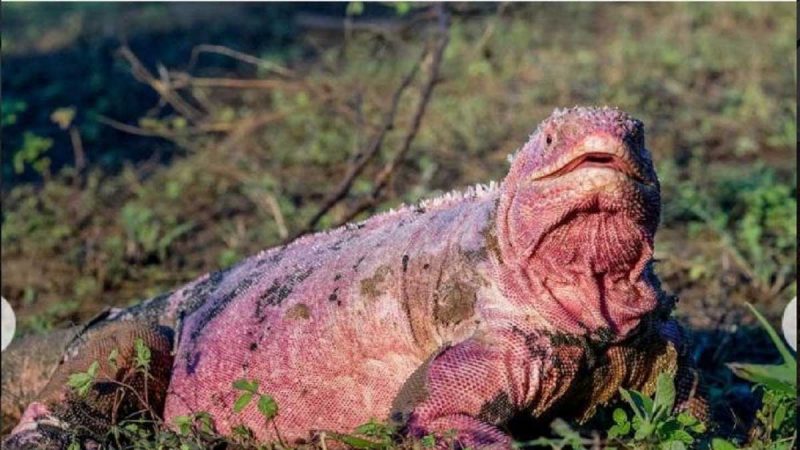 El tráfico ilegal amenaza a las iguanas rosadas de Galápagos