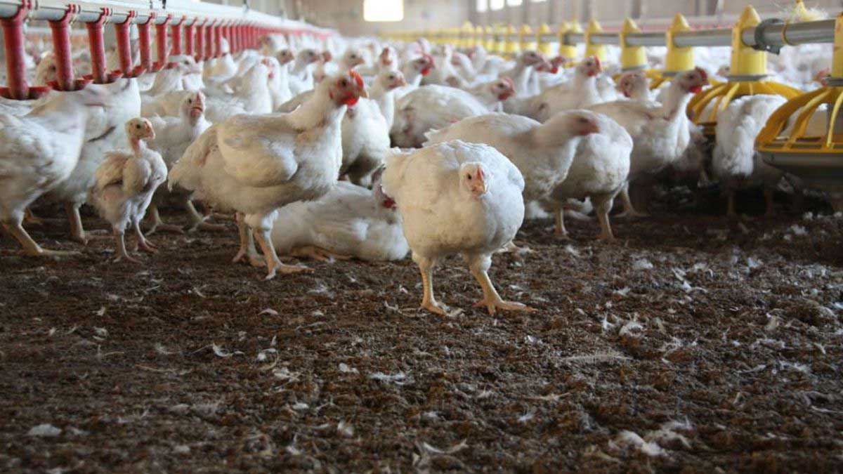 En Guinea sacrifican 200.000 aves de corral en riesgo de contaminación por gripe aviar