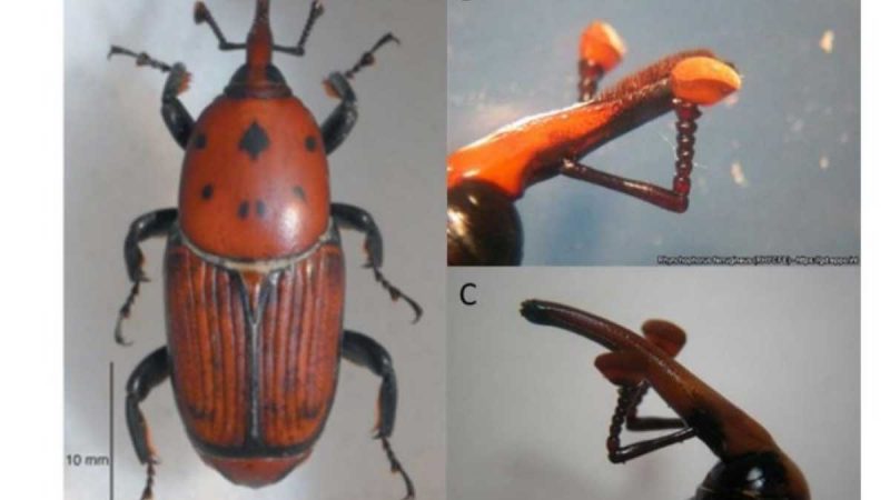 Existe una alerta fitosanitaria por el insecto Picudo rojo
