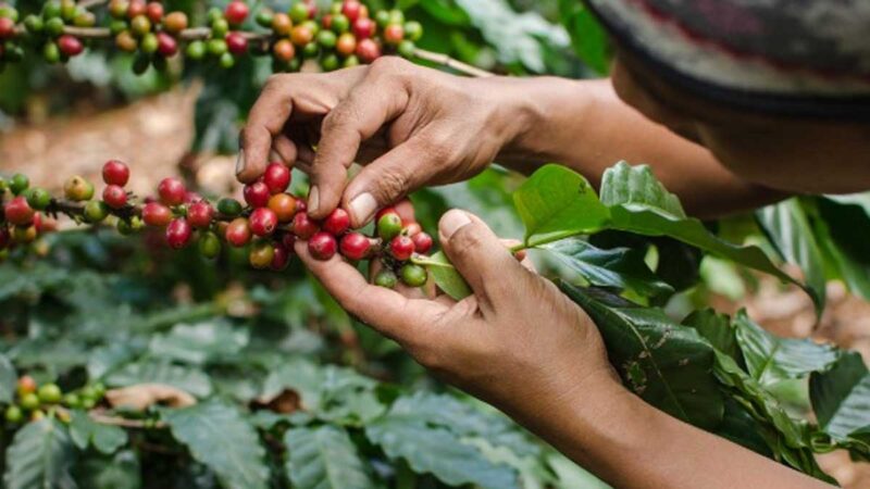 Exportaciones del sector agropecuario crecieron 30% y sumaron US$4.023 millones a abril de 2022