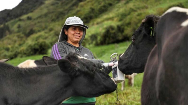 Familias de la parroquia General Morales se benefician con campaña de sanidad animal