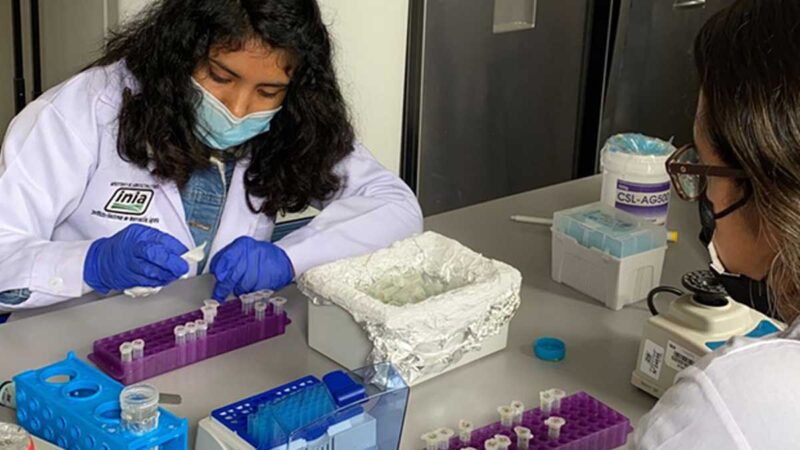 INIA identifica genes de metabolismo energético en el genoma de bovinos criollos