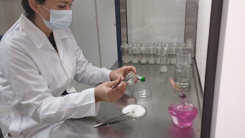 Investigadores desarrollan nuevas variedades de cerezas adaptadas al cambio climático