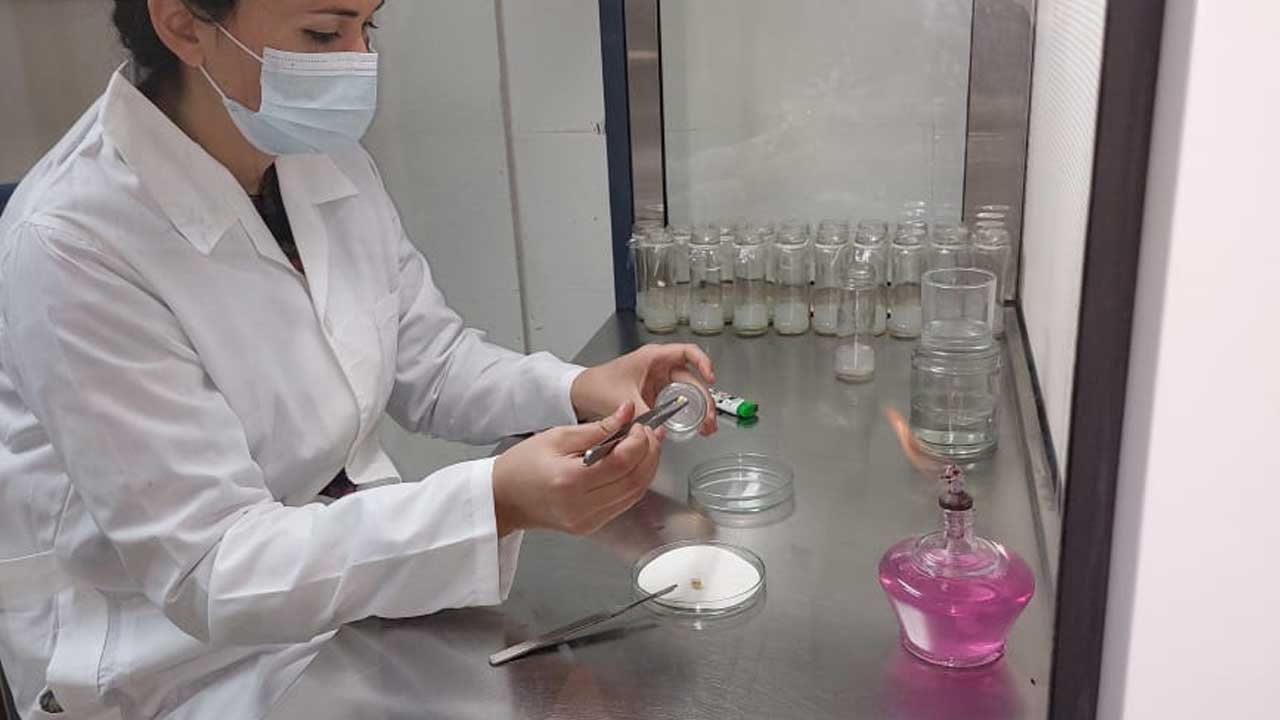 Investigadores desarrollan nuevas variedades de cerezas adaptadas al cambio climático