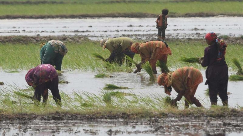 La OCDE llama a coordinar ayuda a la agricultura y transición ecológica