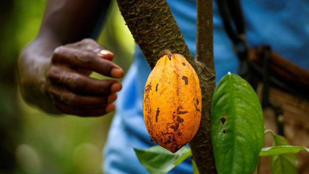 Las fuertes lluvias ayudan al cacao de Costa de Marfil, pero algunos agricultores temen inundaciones