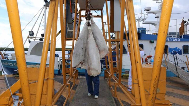 Las pesquerías de túnidos industriales y artesanales aseguran una posición destacada en las exportaciones de Rio Grande do Norte