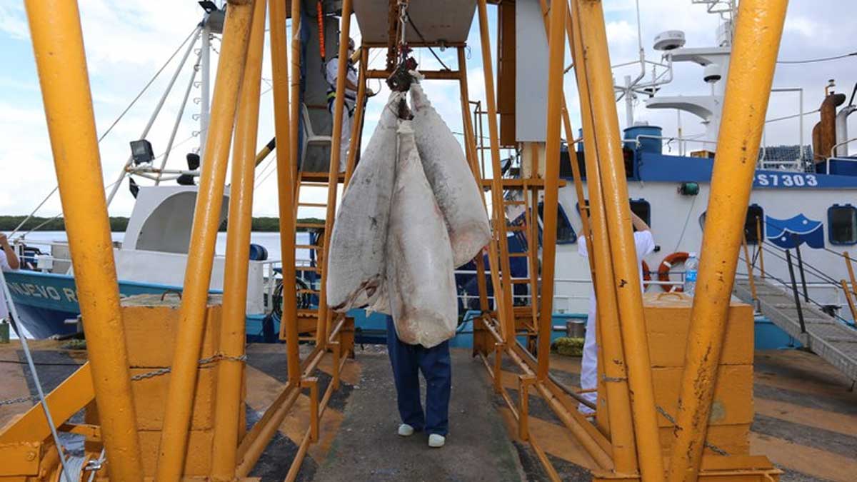 Las pesquerías de túnidos industriales y artesanales aseguran una posición destacada en las exportaciones de Rio Grande do Norte