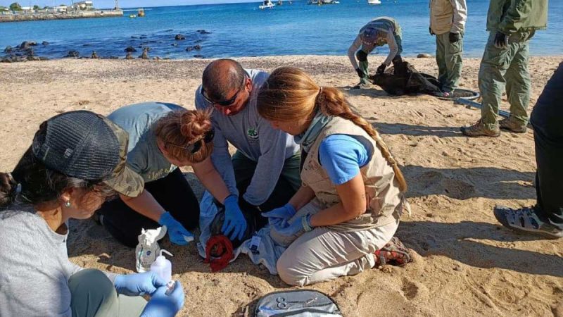 Lobos marinos reciben atención veterinaria, en San Cristóbal