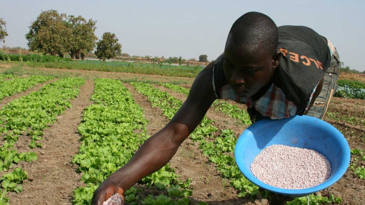 Los costos de los fertilizantes podrían prolongar las tensiones alimentarias mundiales según FAO