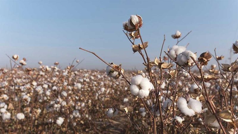 Máquinas recolectoras de algodón reemplazan trabajo manual en región china de Xinjiang