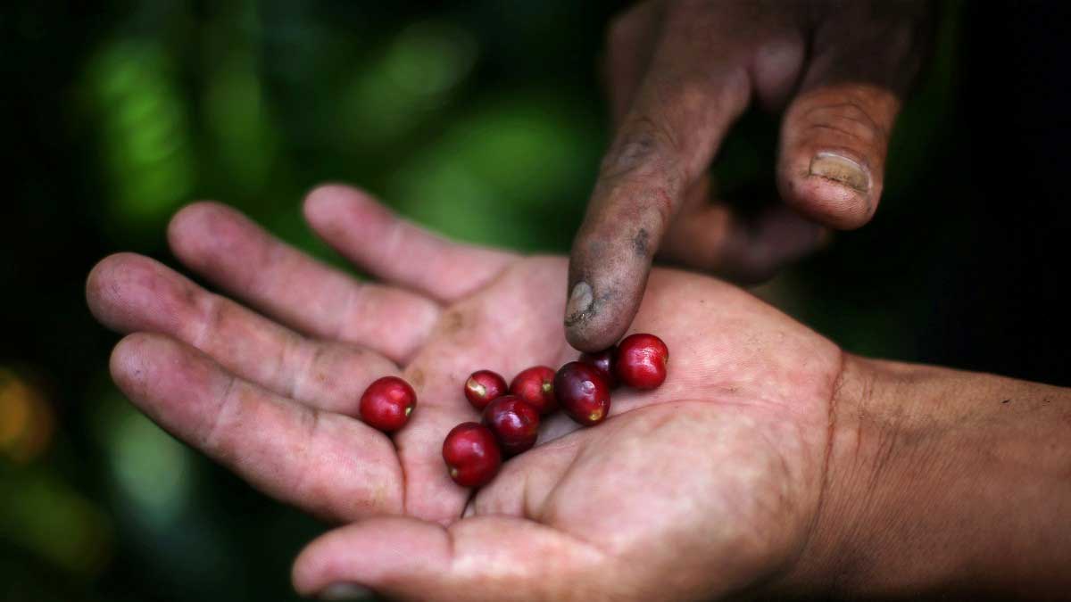 OIC anuncia nuevo acuerdo donde se beneficiarán productores cafetaleros
