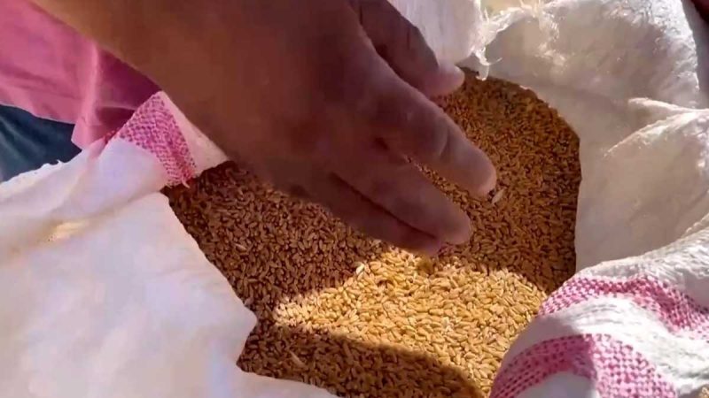 Ola de calor e incendios dañan la cosecha de cereales de Túnez