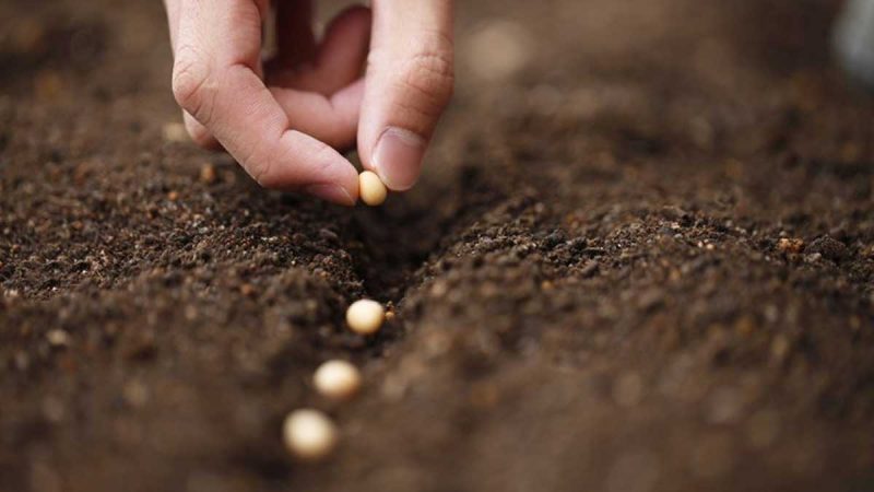 Ordenanza establece calendarios de siembra de soja para la zafra 2022/2023