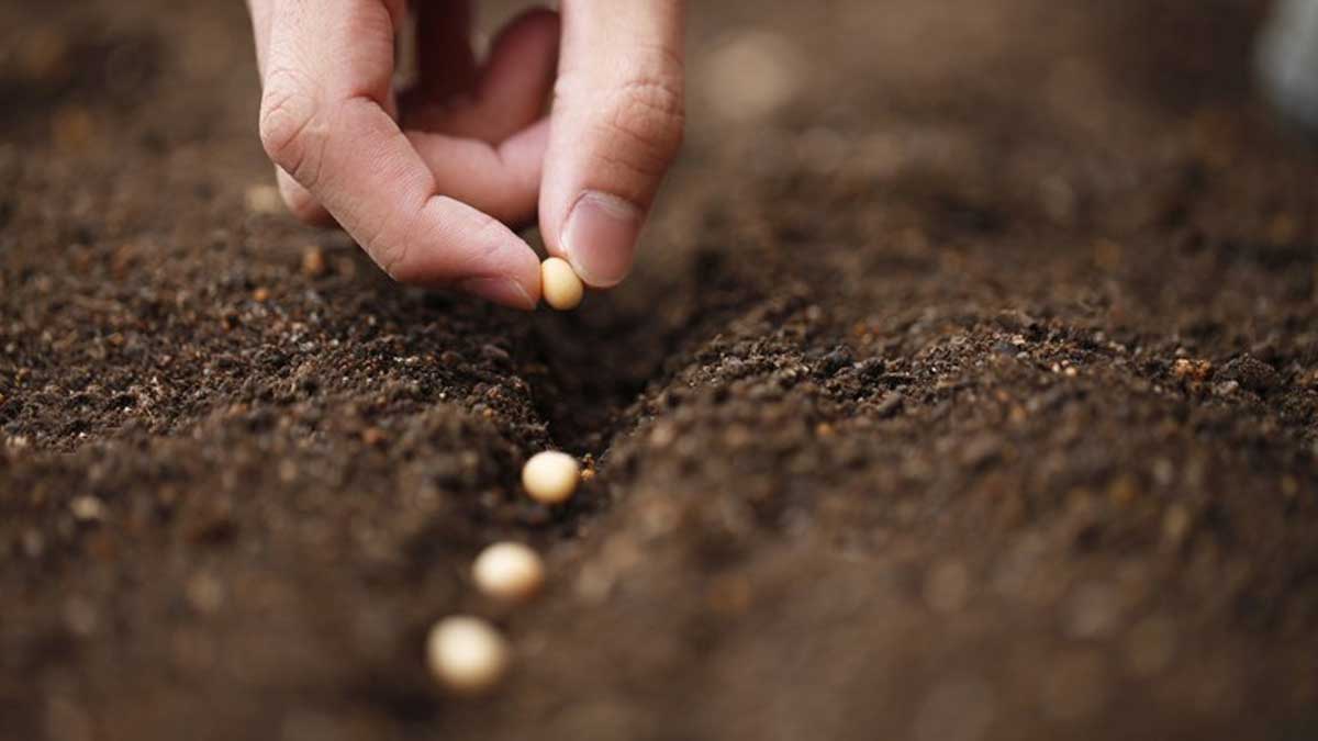 Ordenanza establece calendarios de siembra de soja para la zafra 2022/2023