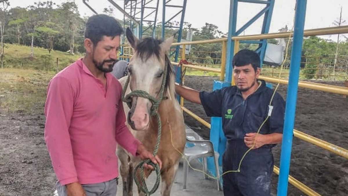 Prefectura brinda asistencia veterinaria a equinos del CITET