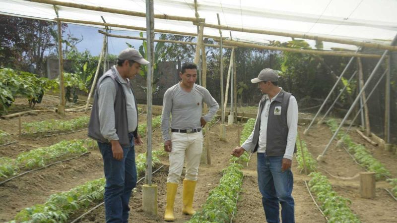 Prefectura impulsa soberanía alimentaria de Palanda