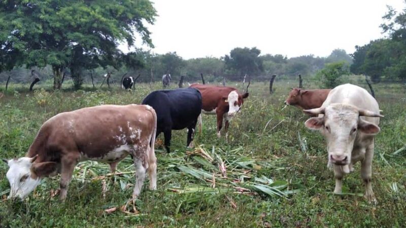 Registro Nacional Agropecuario iniciará en Galápagos