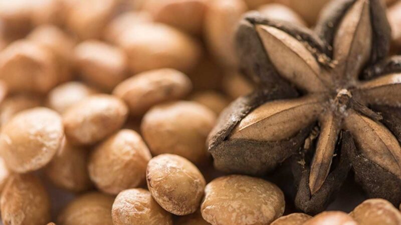 San Martín innova en la cadena de valor del sacha inchi para exportar