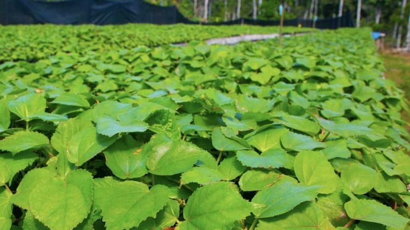 Se entrega plántulas de balsa a la comunidad Estrella Yacu