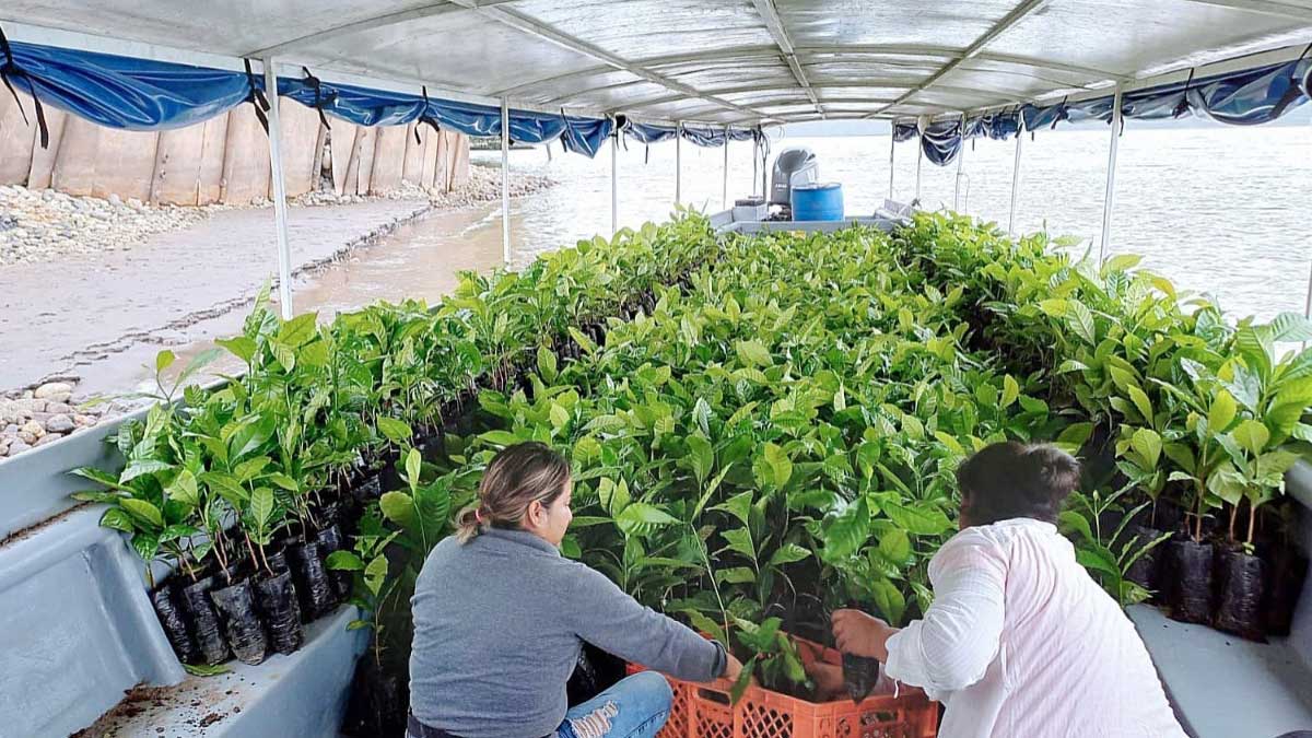 Se entregan plantas de café a varias comunas