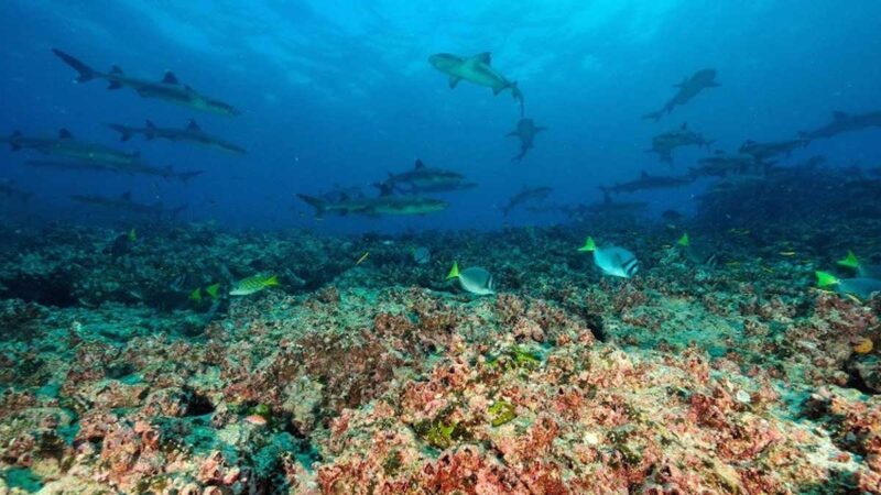 Se fortalece la investigación meteorológica en el arrecife Wellington