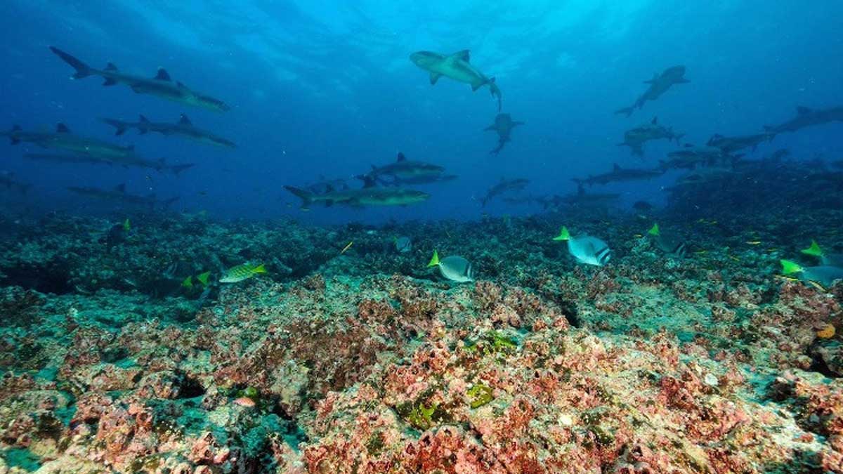 Se fortalece la investigación meteorológica en el arrecife Wellington