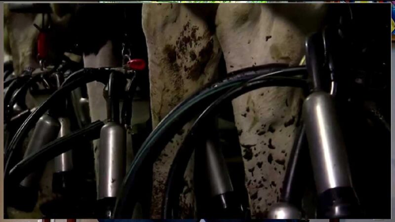 Se pondrá precio a los eructos de ovejas y vacas para reducir los gases de efecto invernadero